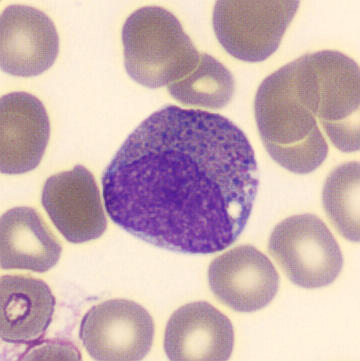 Hematopoiesis | CellWiki